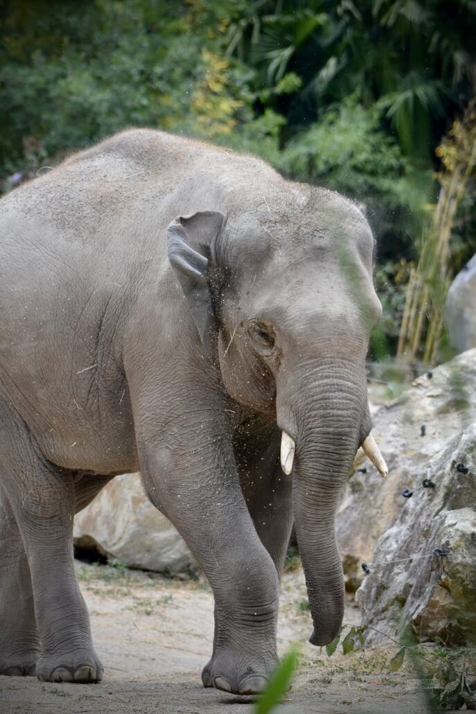 Elephant Terres de Natae