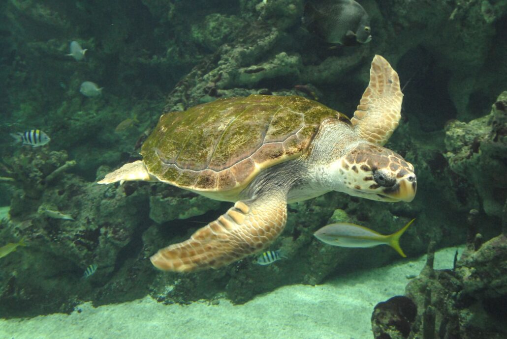 Tortue oceanopolis