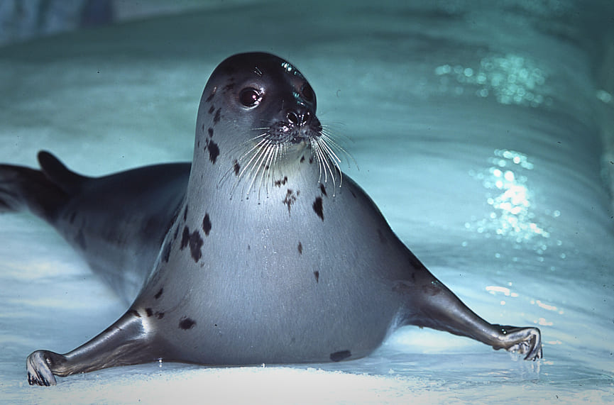 Phoque Oceanopolis